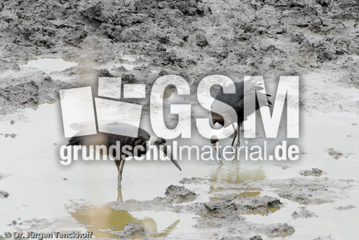 Wollhalsstorch (2 von 4).jpg